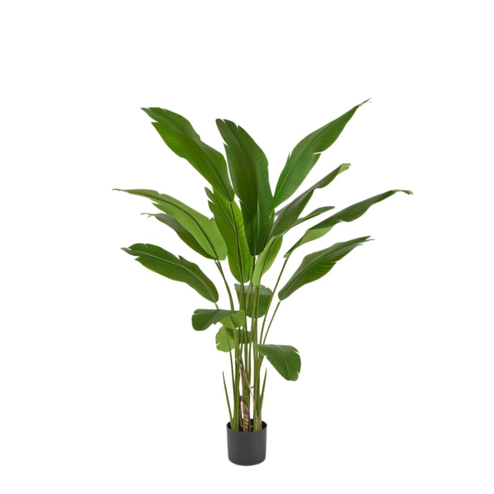 Edg Kunstpflanze Strelitzie H: 155 cm  | Schubiger Möbel
