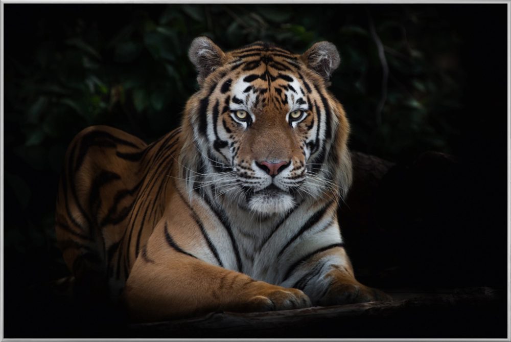 image LAND Bild mit Rahmen Imposanter Tiger  | Schubiger Möbel