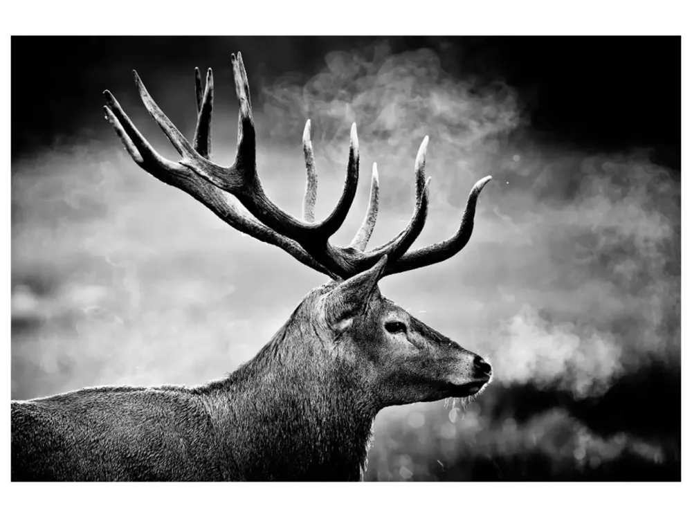 image LAND Digitaldruck auf Acrylglas Hirsch in Schwarz Weiss  | Schubiger Möbel