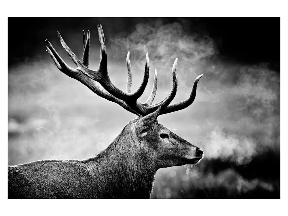image LAND Digitaldruck auf Acrylglas Hirsch in Schwarz Weiss  | Schubiger Möbel