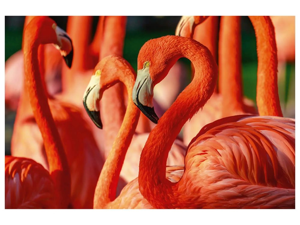 image LAND Digitaldruck auf Acrylglas Flamingos  | Schubiger Möbel