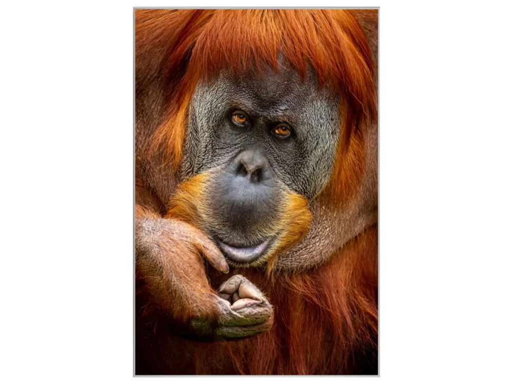 image LAND Bild mit Rahmen Orang-Utan  | Schubiger Möbel
