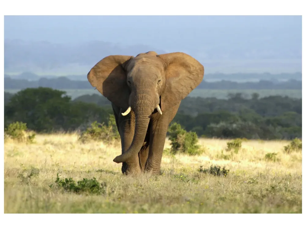 image LAND Alubild Elefant in Der Steppe  | Schubiger Möbel