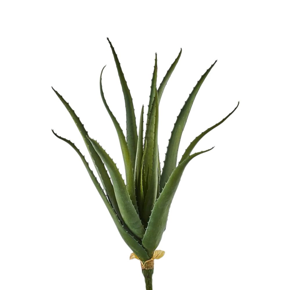 Edg Kunstpflanze Aloe H: 50 cm  | Schubiger Möbel