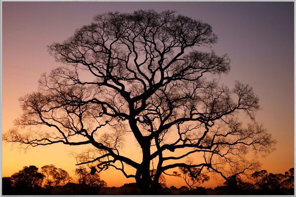 image LAND Bild mit Rahmen Gigantischer Baum im Sonnenuntergang  | Schubiger Möbel