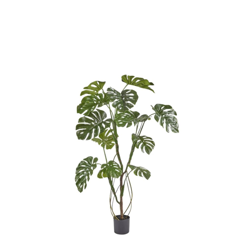 Edg Kunstpflanze Monstera H: 150 cm  | Schubiger Möbel