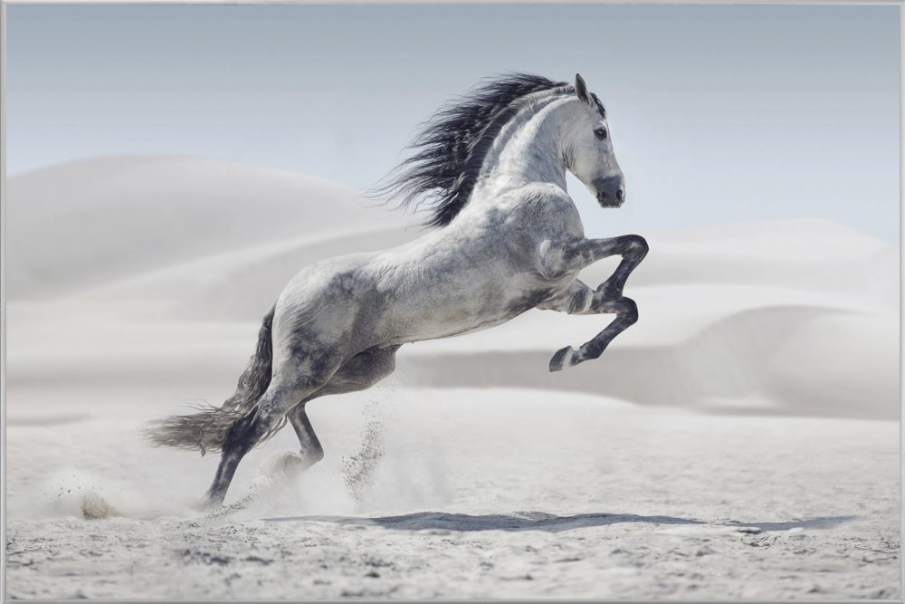image LAND Bild mit Rahmen Wildpferd  | Schubiger Möbel