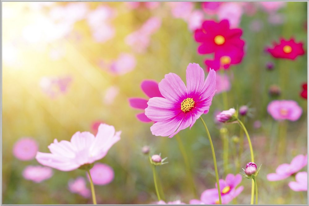 image LAND Bild mit Rahmen Zarte Rosa Blüten 2  | Schubiger Möbel