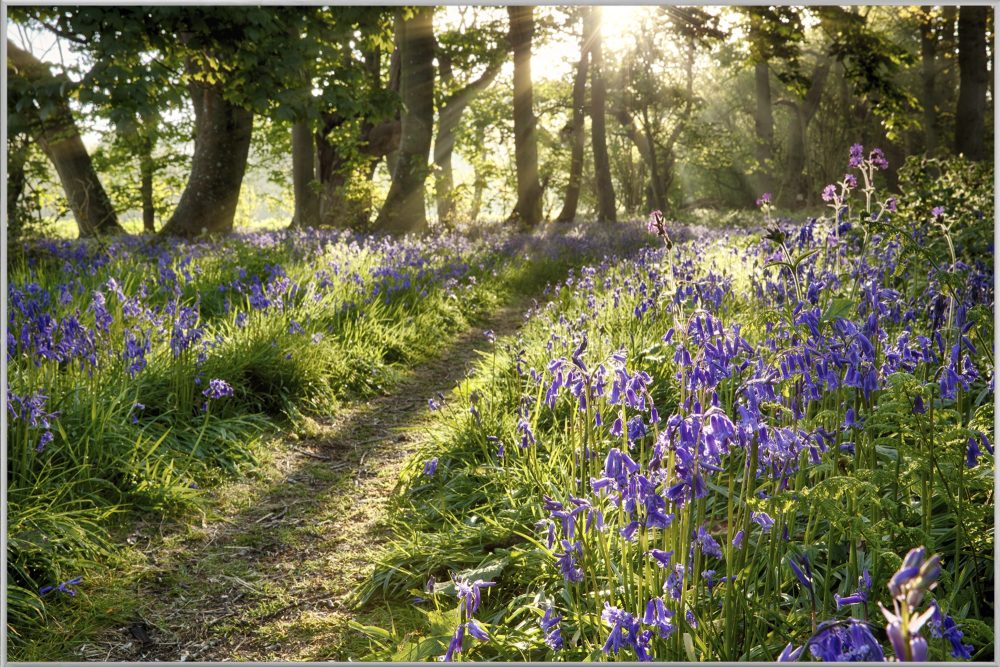 image LAND Bild mit Rahmen Wald mit Lavendel 2  | Schubiger Möbel
