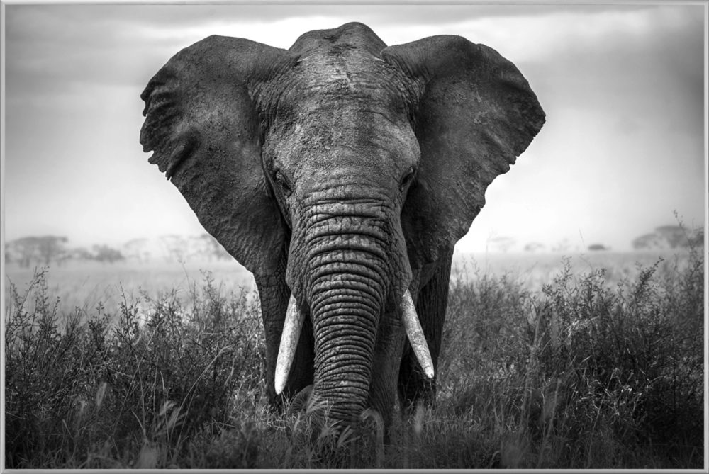 image LAND Bild mit Rahmen Grosser Elefant  | Schubiger Möbel