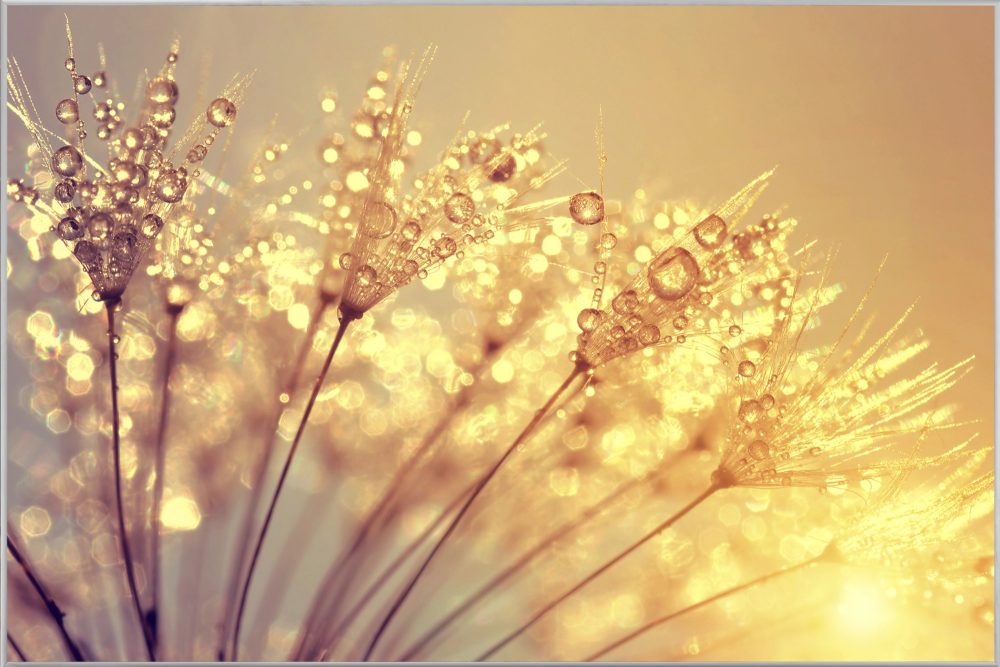 image LAND Bild mit Rahmen Pusteblume mit Morgentau  | Schubiger Möbel