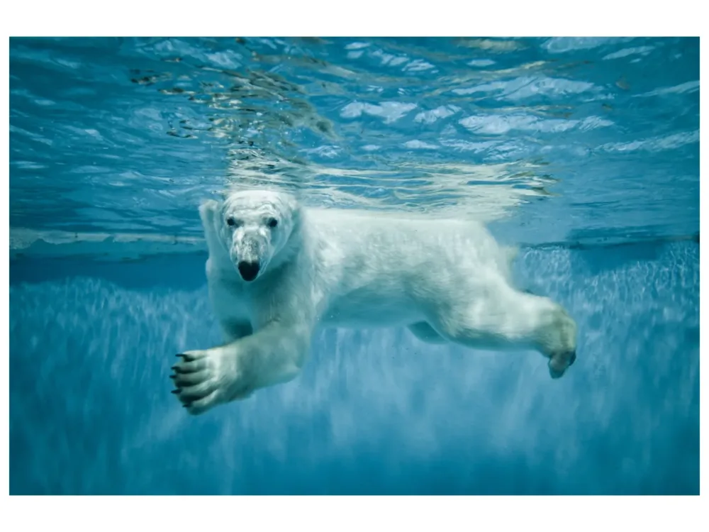 image LAND Canvas Eisbär  | Schubiger Möbel