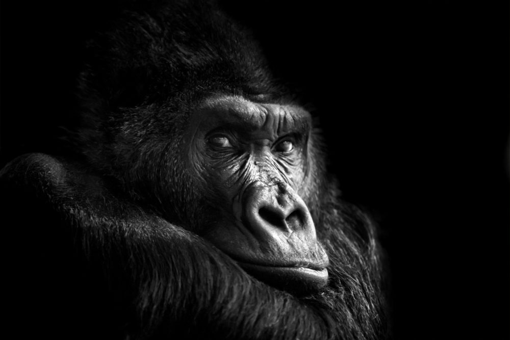 image LAND Alubild Gorilla  | Schubiger Möbel