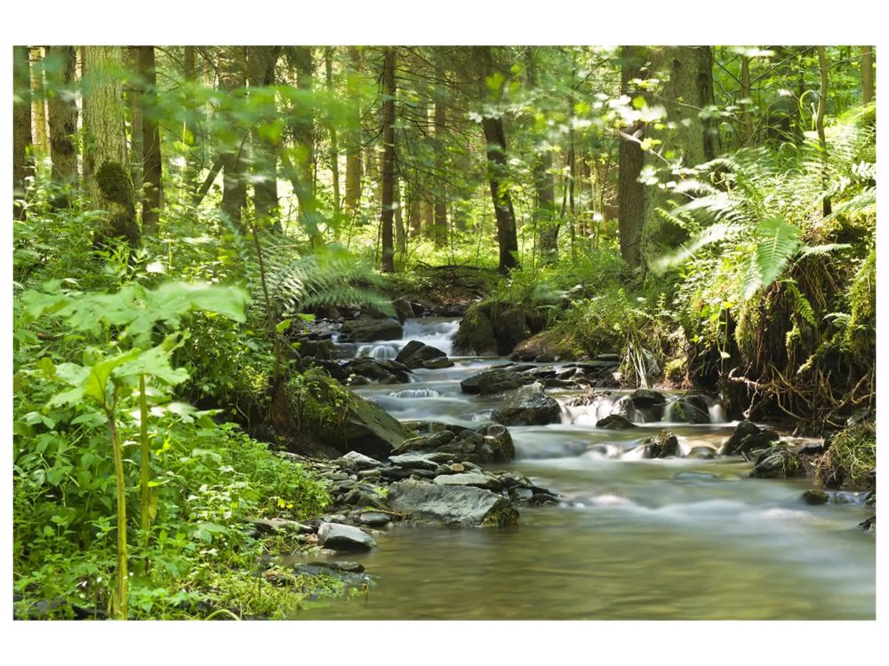 image LAND Digitaldruck auf Glas Flusslauf im Wald 1  | Schubiger Möbel