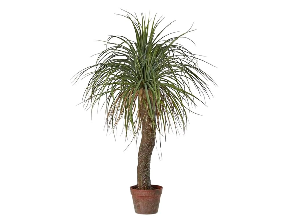 Edg Kunstpflanzen Beaucarnea H: 100 cm  | Schubiger Möbel