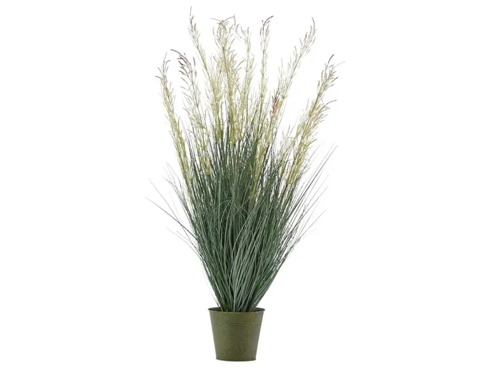 Edg Festuca Im Topf Cream H: 100 cm  | Schubiger Möbel