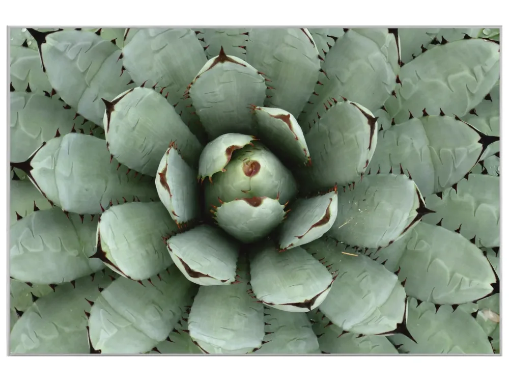 image LAND Bild mit Rahmen Agave  | Schubiger Möbel