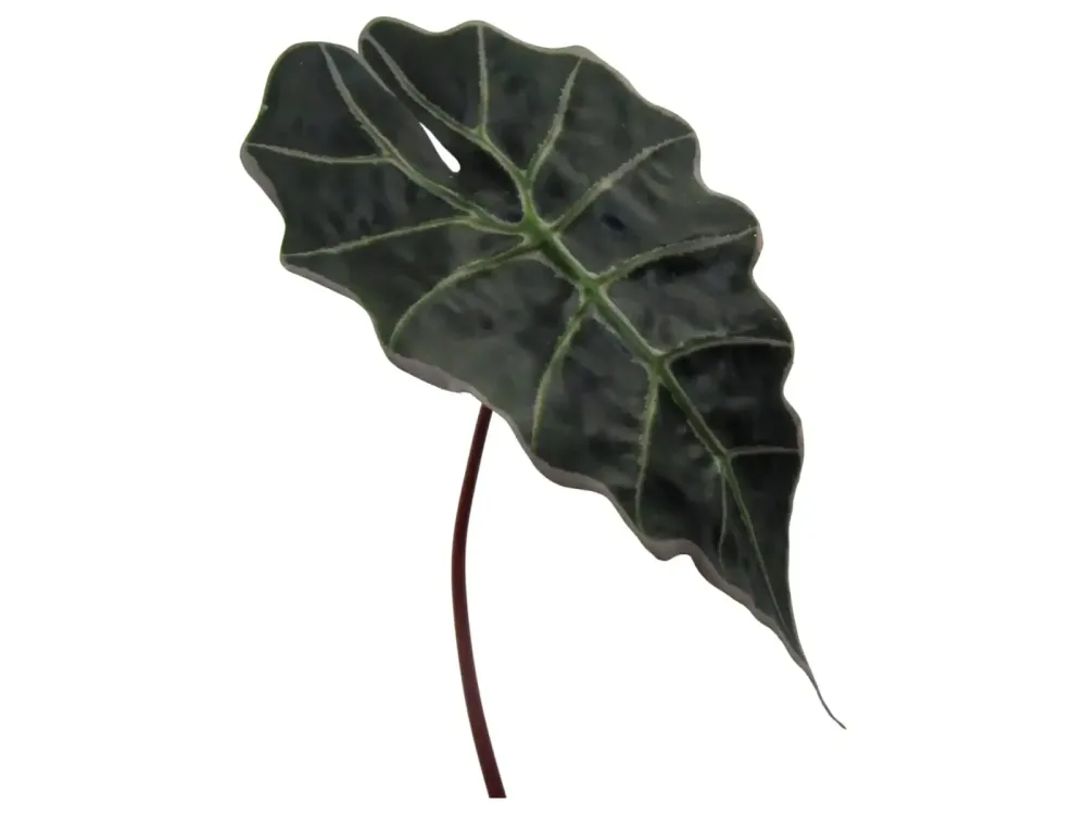 Gasper Kunstblume Alocasienblatt H: 67 cm  | Schubiger Möbel