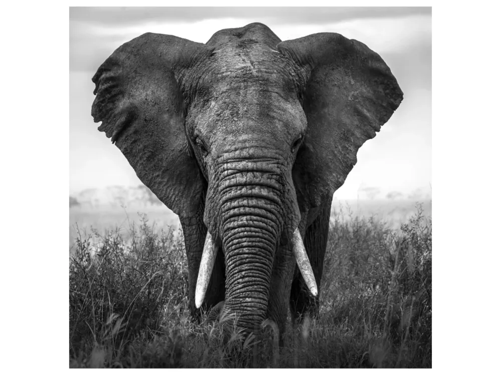 image LAND Alubild Grosser Elefant  | Schubiger Möbel