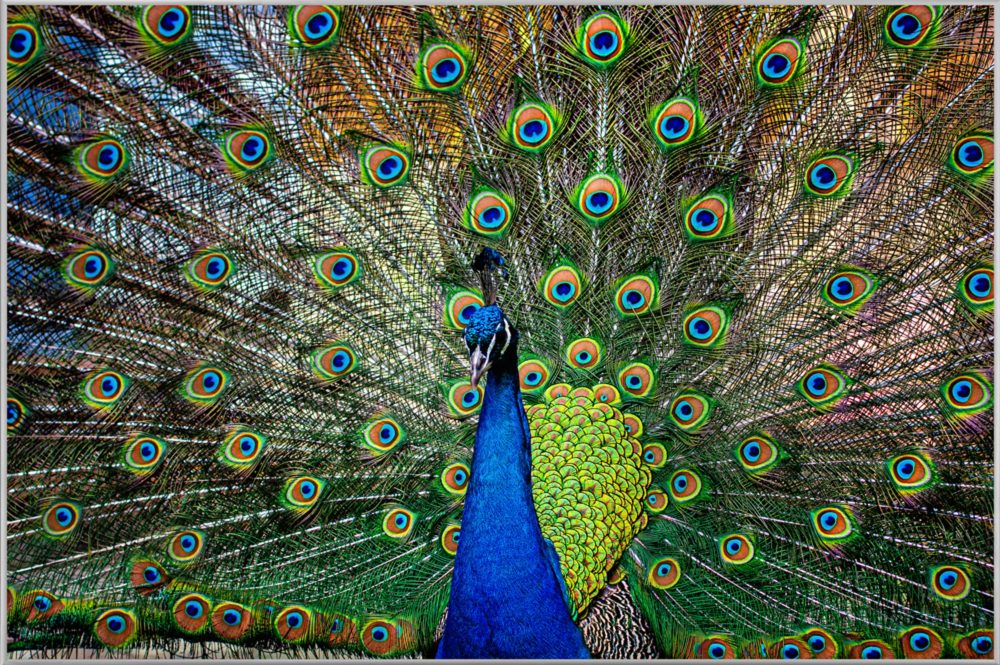 image LAND Bild mit Rahmen Stolzer Pfau  | Schubiger Möbel