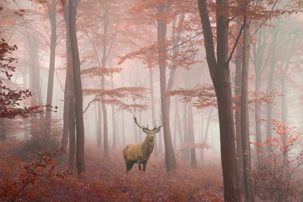 image LAND Alubild Hirsch im Herbstwald  | Schubiger Möbel