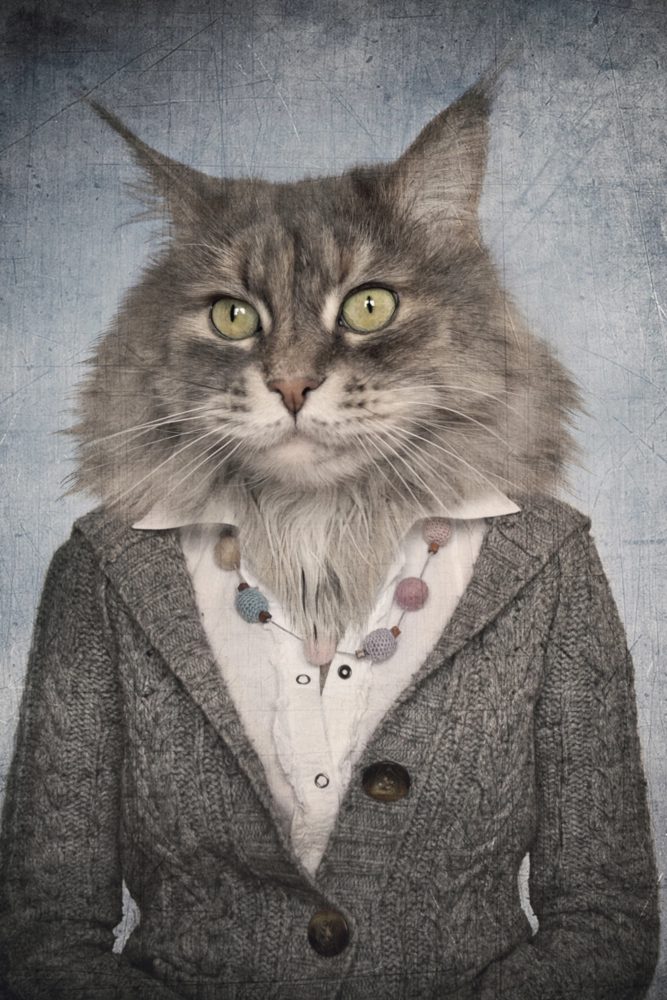 image LAND Alubild Katzenfrau  | Schubiger Möbel