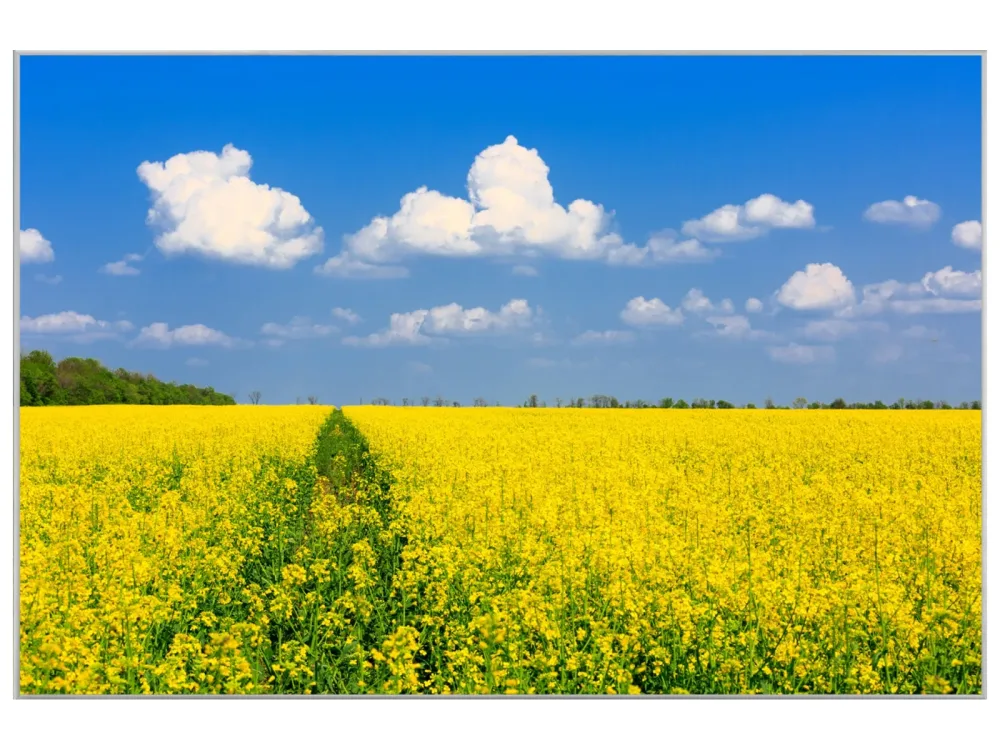 image LAND Bild mit Rahmen Gelbes Rapsfeld  | Schubiger Möbel