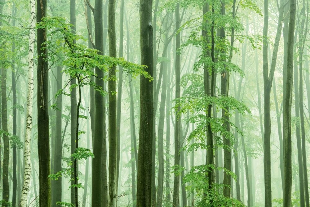 image LAND Alubild Waldstimmung  | Schubiger Möbel