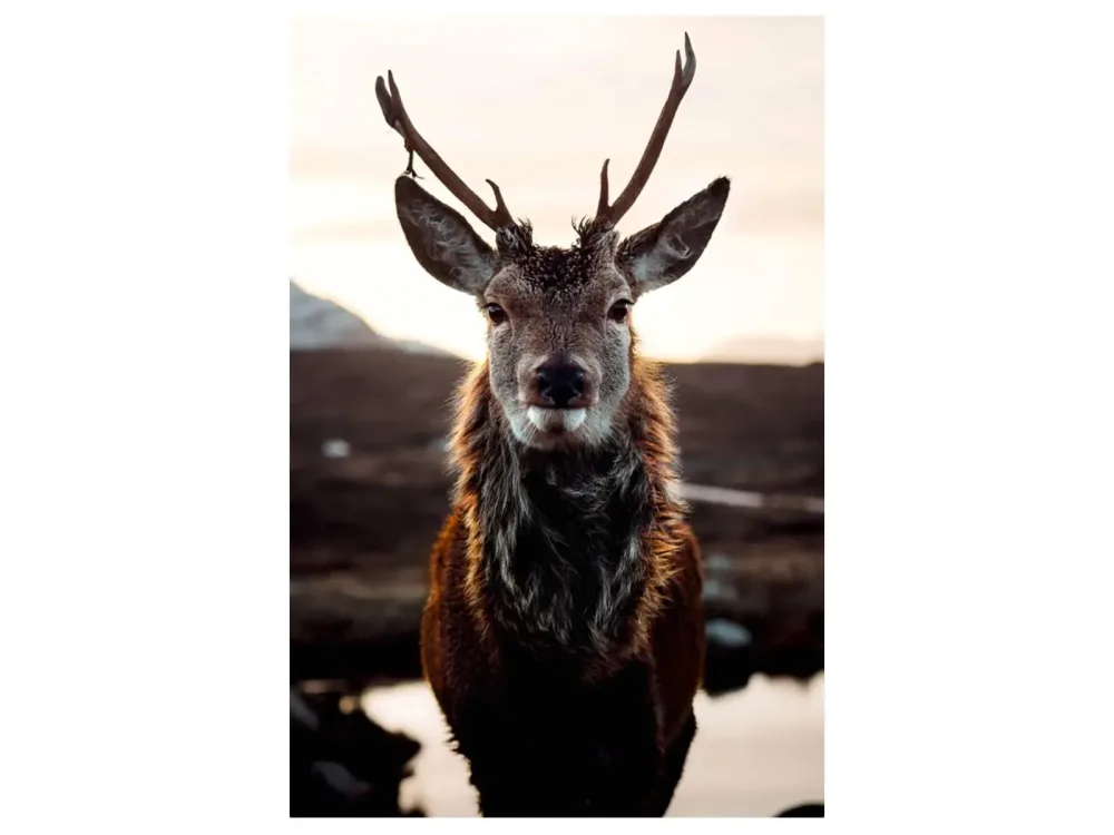 image LAND Digitaldruck auf Glas Rentier in Der Tundra  | Schubiger Möbel