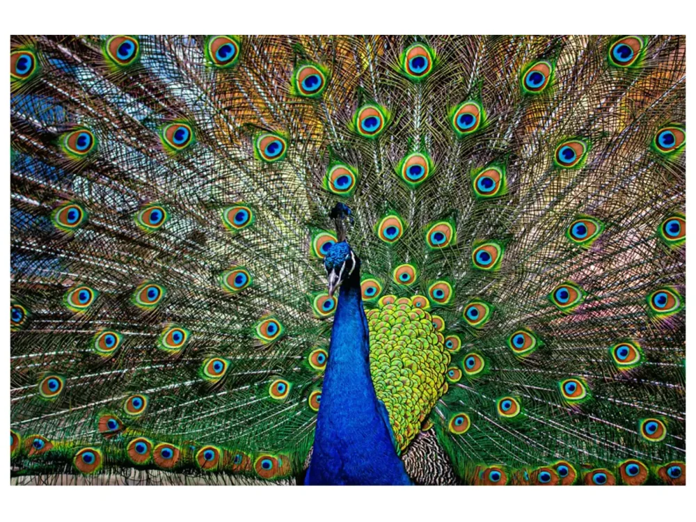 image LAND Digitaldruck auf Glas Stolzer Pfau  | Schubiger Möbel