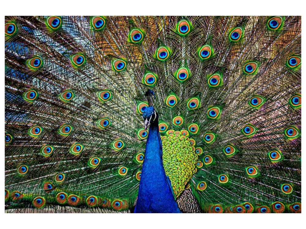 image LAND Digitaldruck auf Glas Stolzer Pfau  | Schubiger Möbel