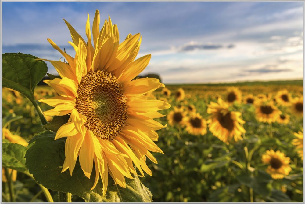 image LAND Bild mit Rahmen Sonnenblumenfeld  | Schubiger Möbel