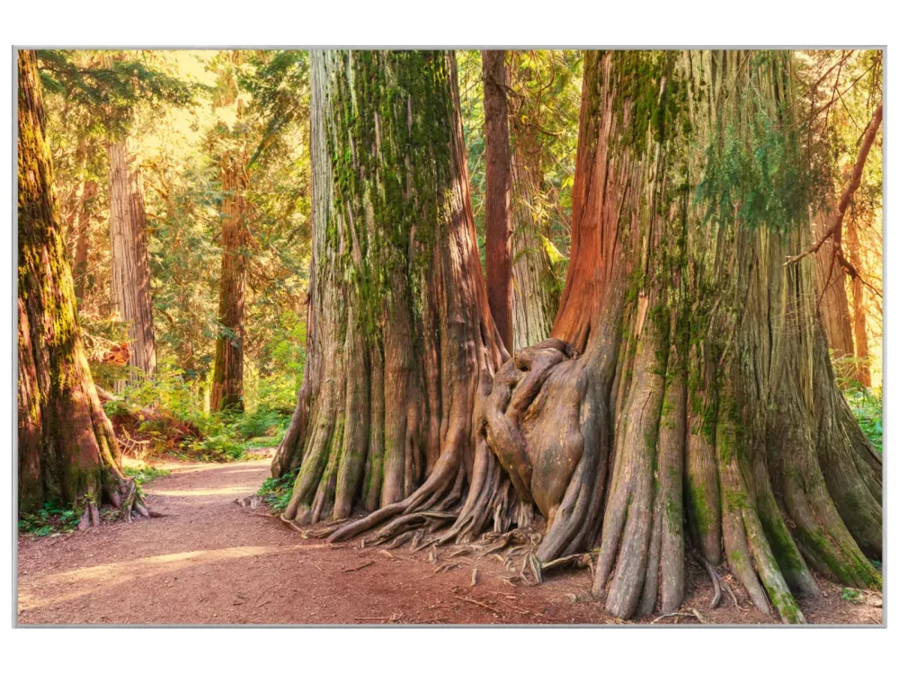 image LAND Bild mit Rahmen Baumwurzel  | Schubiger Möbel