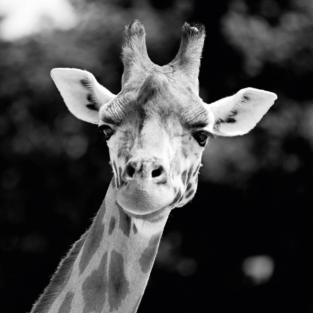 image LAND Alubild Giraffe  | Schubiger Möbel