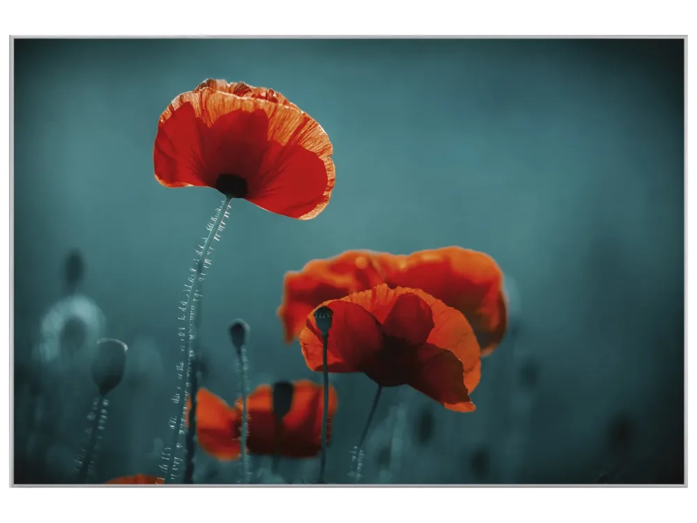 image LAND Bild mit Rahmen Mohnblumen 5  | Schubiger Möbel