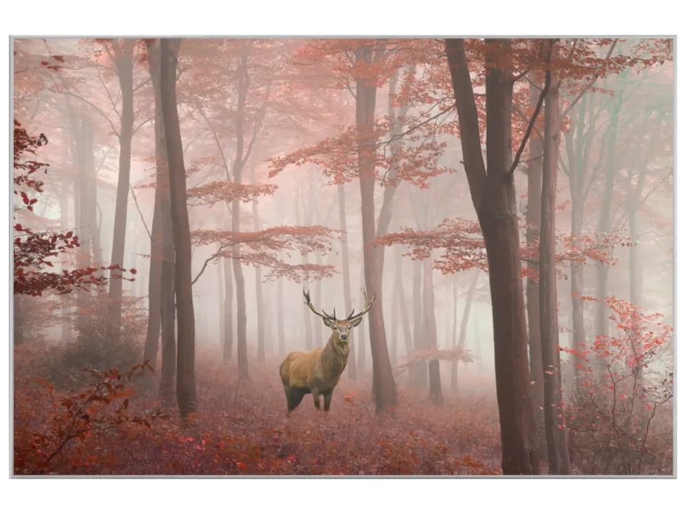image LAND Bild mit Rahmen Hirsch im Herbstwald  | Schubiger Möbel