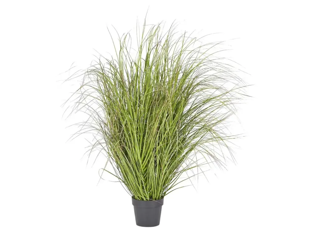 Edg Festuca im Topf Grün H: 142 cm Grün | Schubiger Möbel