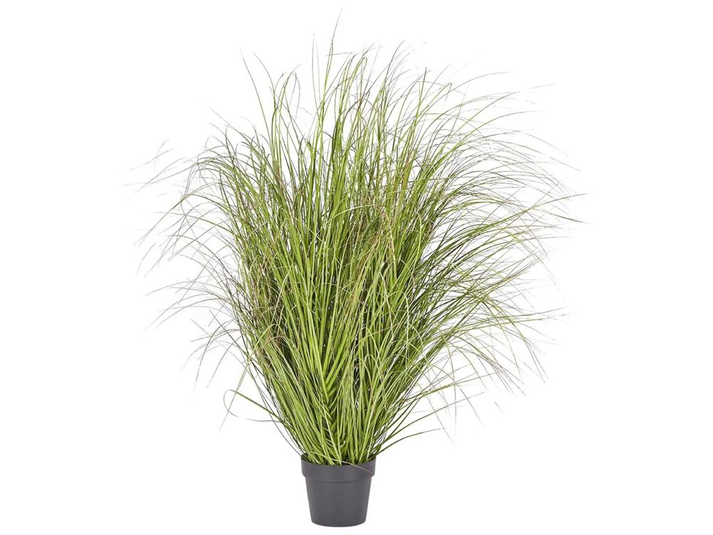 Edg Festuca im Topf Grün H: 142 cm Grün | Schubiger Möbel