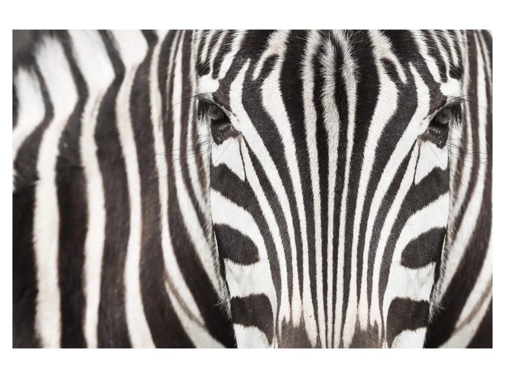 image LAND Digitaldruck auf Acrylglas Zebra  | Schubiger Möbel
