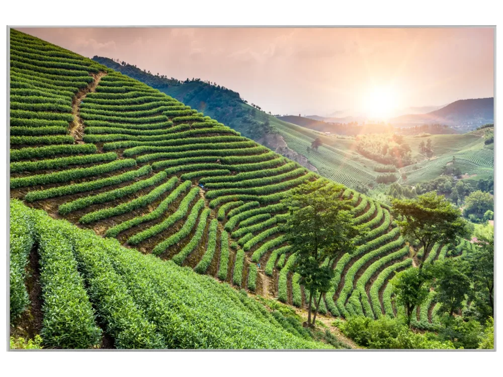 image LAND Bild mit Rahmen Weinberge  | Schubiger Möbel