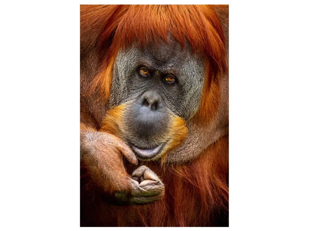 image LAND Digitaldruck auf Glas Orang-Utan  | Schubiger Möbel