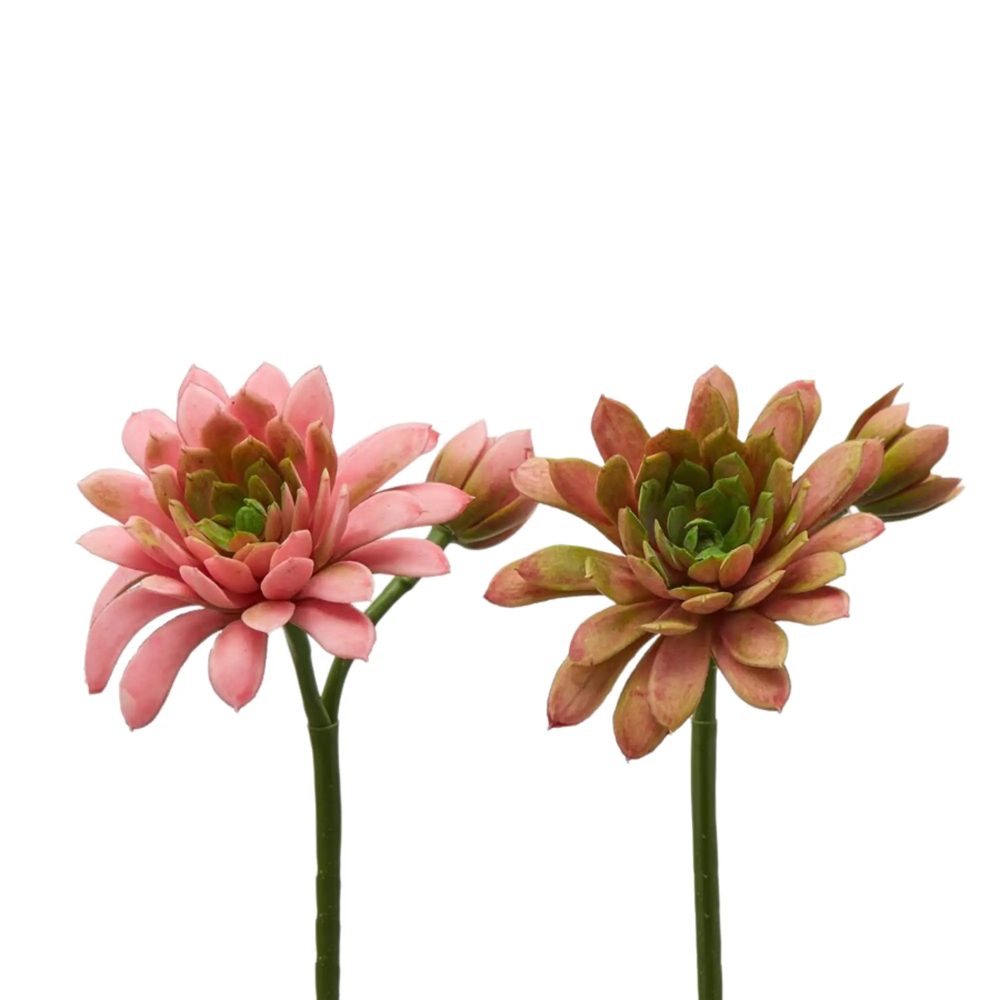 Edg Kunstblumen Echeveria Hellrosa H: 18 cm  | Schubiger Möbel
