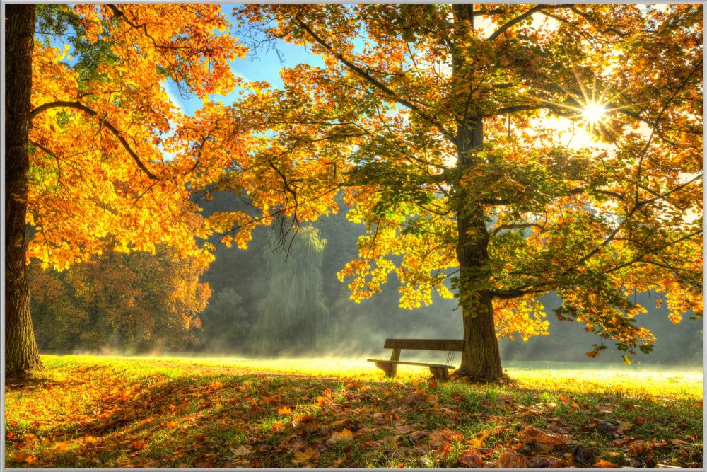 image LAND Bild mit Rahmen Sonnenaufgang im Herbstwald  | Schubiger Möbel