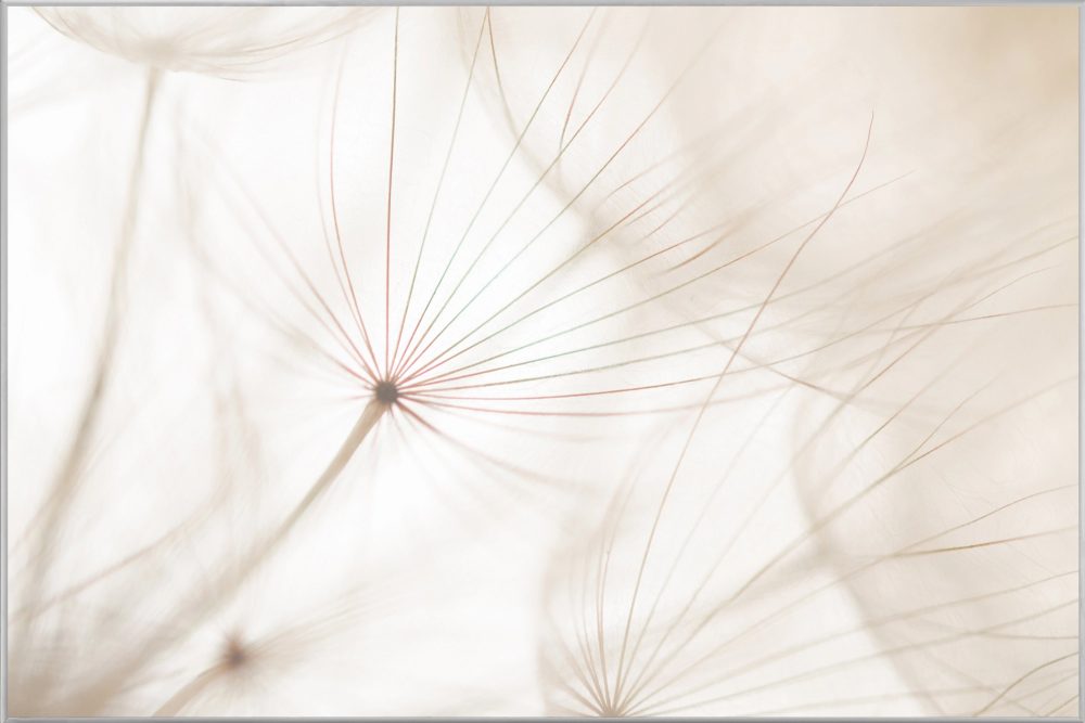 image LAND Bild mit Rahmen Pusteblume 2  | Schubiger Möbel