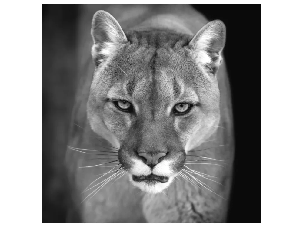 image LAND Alubild Puma  | Schubiger Möbel