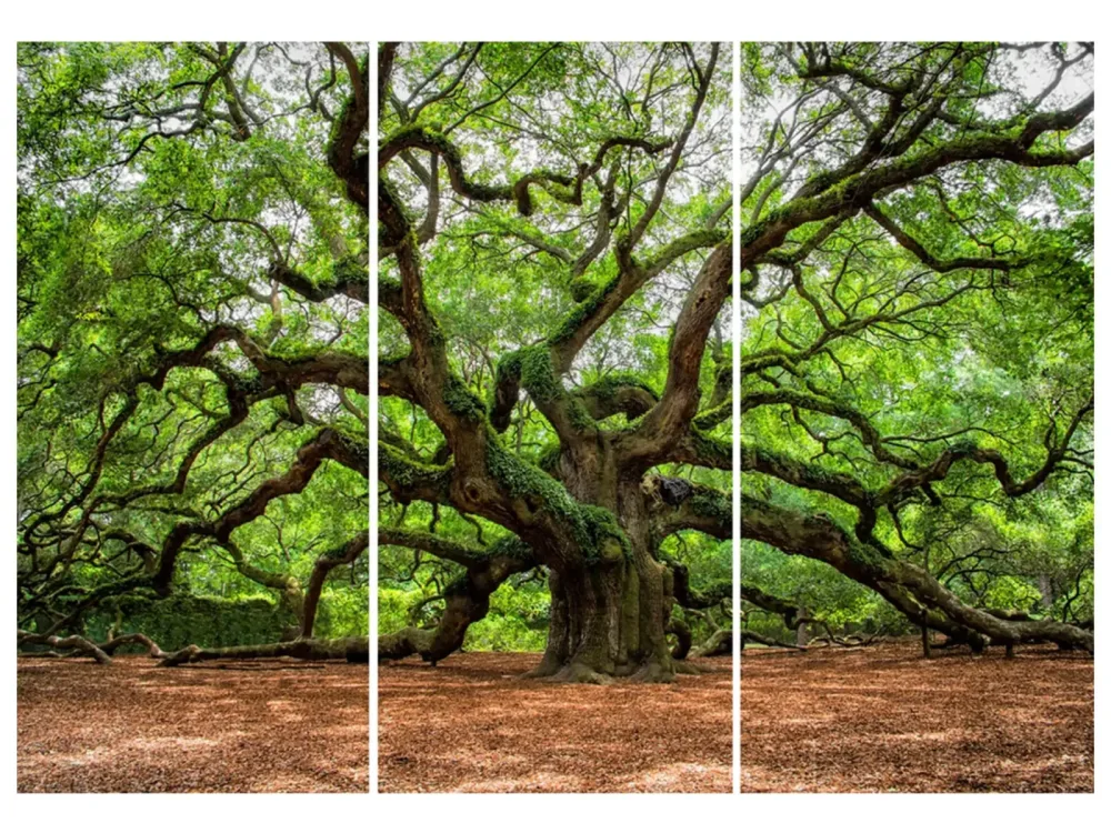image LAND Digitaldruck auf Glas Verzweigter Baum  | Schubiger Möbel