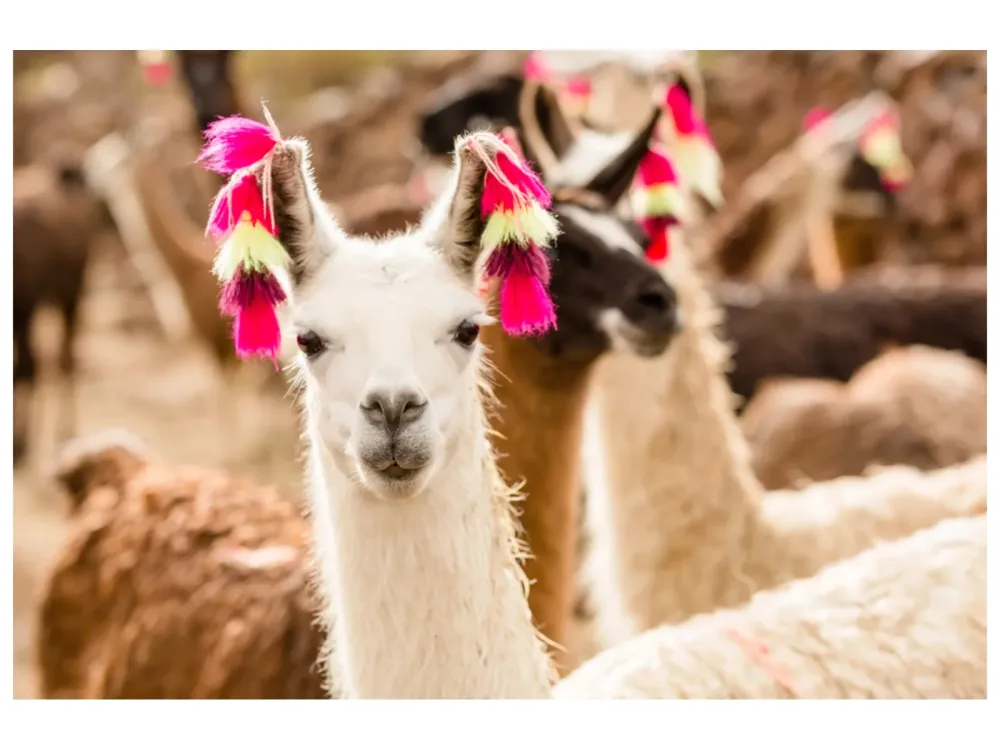 image LAND Alubild Lama mit Ohrschmuck  | Schubiger Möbel