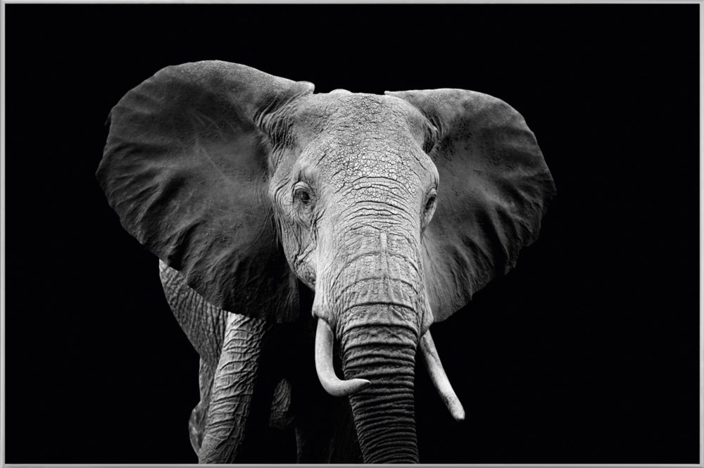 image LAND Bild mit Rahmen Majestätischer Elefant  | Schubiger Möbel