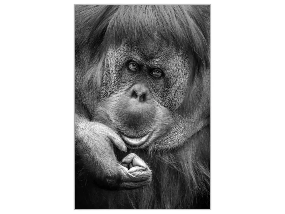 image LAND Bild mit Rahmen Orang-Utan  | Schubiger Möbel
