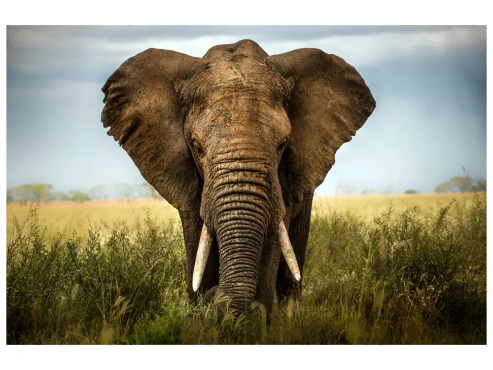 image LAND Alubild Großer Elefant  | Schubiger Möbel